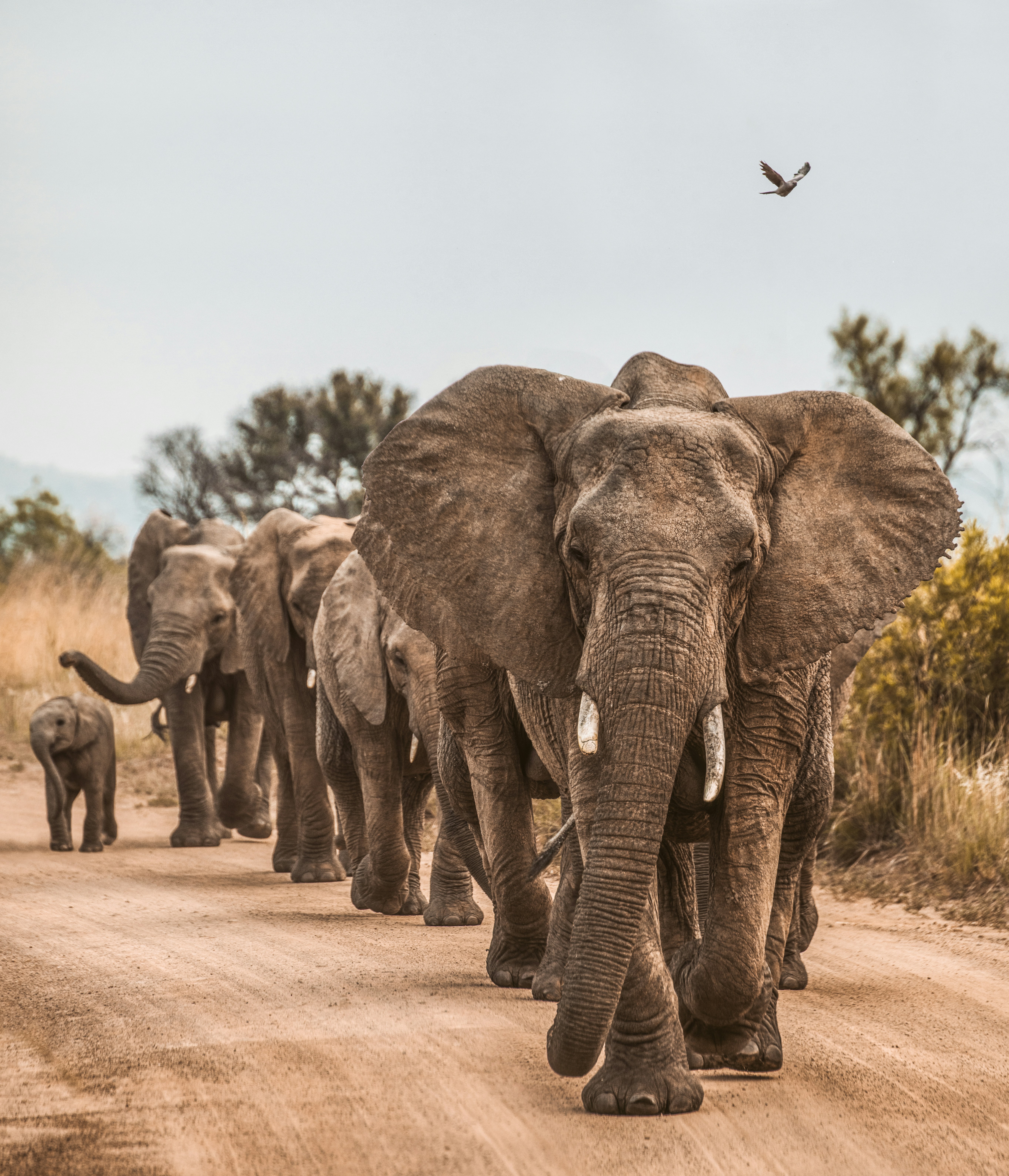 South Africa