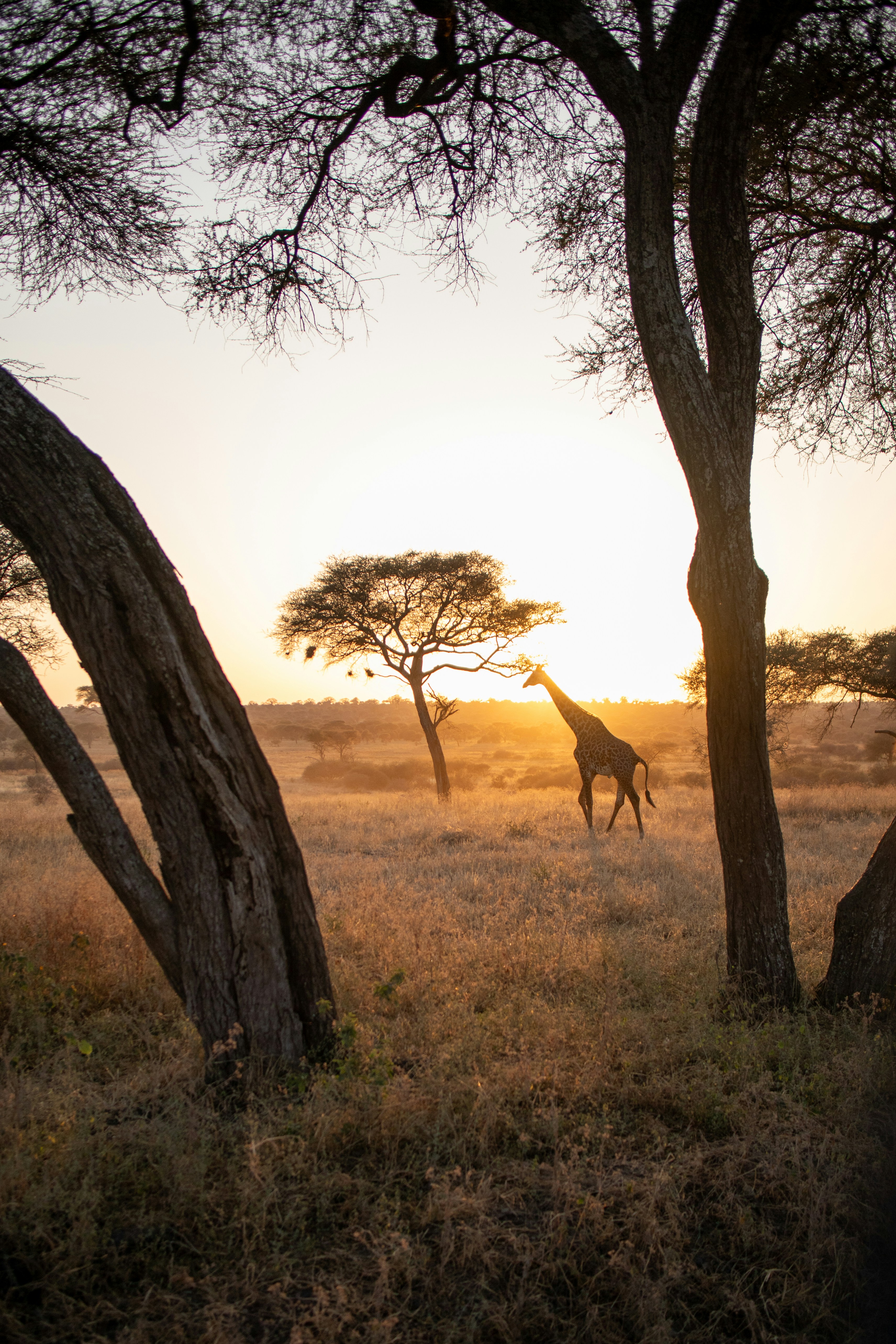 Tanzania & Zanzibar